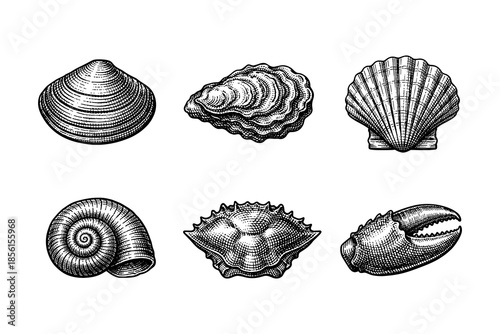 Set of vintage engraved seashell and marine creature designs on white background