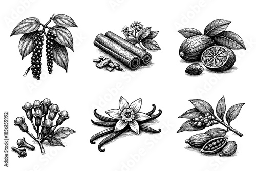 Exquisite black and white botanical spice and herb illustrations