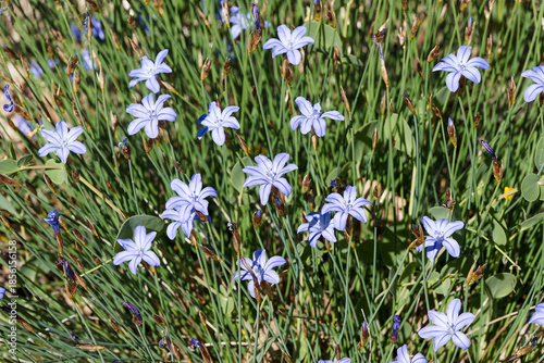 (Aphyllanthes monspeliensis) Aphyllanthe de Montpellier en touffe dense de fleurs bleues au sommet de tiges ressemblant à des joncs sans feuillage poussant sur pelouses sèches de méditerranée