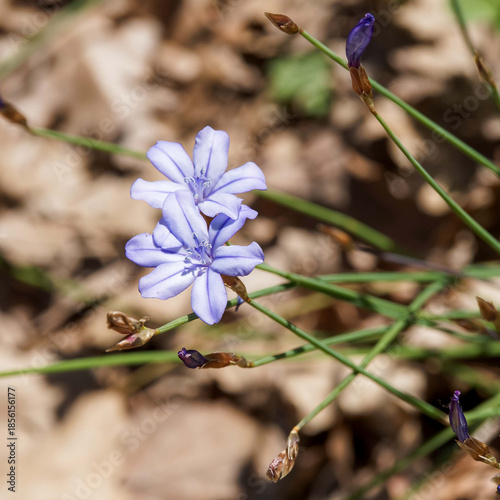  (Aphyllanthes monspeliensis) Plante méditerranéenne d'Aphyllanthe de Montpellier, endémique poussant en épis denses de fleurs bleu vif  sur de fines tiges sans feuilles ressemblant à des joncs