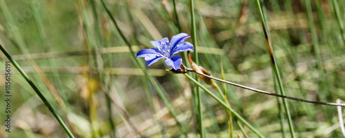 Fleur d'aphyllanthe de Montpellier (Aphyllanthes monspeliensis) en coupe bleu vif rayée de blanc dressées sur de fines tiges, plante endémique de région méditerranéenne
