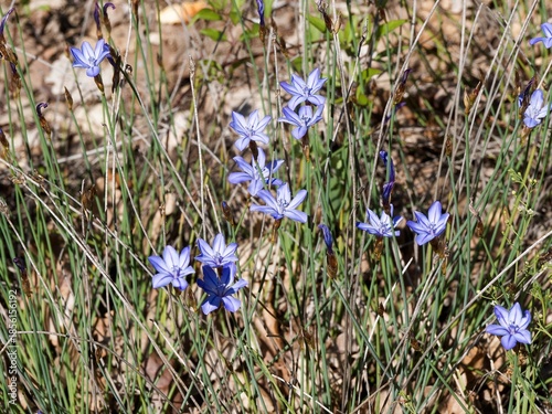 (Aphyllanthes monspeliensis)  Aphyllanthes de Montpellier ou oeillets bleus de Montpellier, plante endémique de la garrigue méditerranéenne à floraison bleue en touffes sur tiges dressées sans feuille