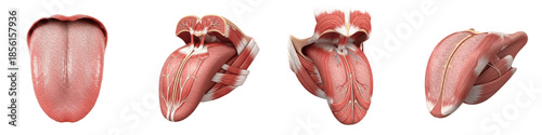 Collection of Highly Detailed Intrinsic and Extrinsic Muscles of the Human Tongue, Medical Anatomy Illustration for Education and Speech Science, Isolated on Transparent PNG Background, Oil Paint