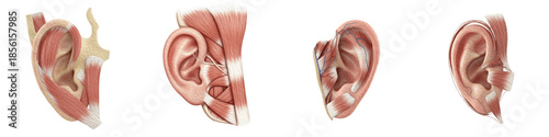 Collection of Highly Detailed Extrinsic and Intrinsic Muscles of the Human Ear (Auricle), Medical Anatomy Illustration for Education and Research, Isolated on Transparent PNG Background, Oil Paint
