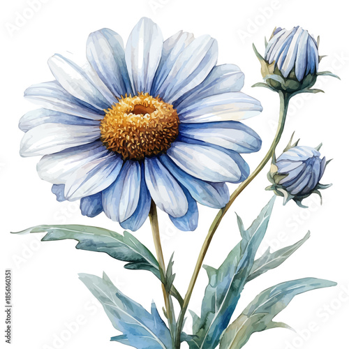 Leucanthemum Flower, clipart watercolor vector with vivid accents and harmonious tones, isolated on a white background.