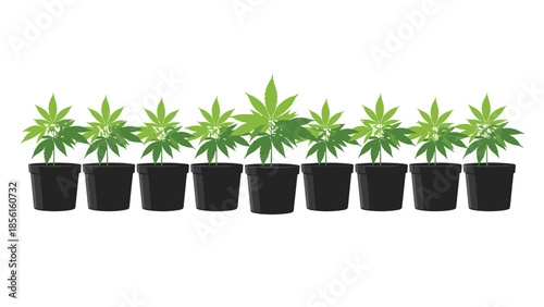 Row of nine potted cannabis plants of varying sizes, illustrating different stages of growth and cultivation.