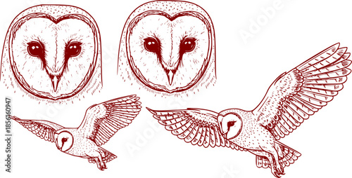Four detailed black and white hand drawn illustrations of owls in different poses including flying and perched on a white background
