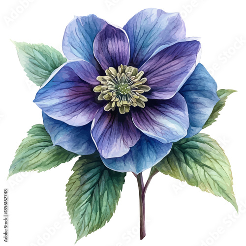 Hellebore Flower, clipart watercolor vector with vivid accents and harmonious tones, isolated on a white background.