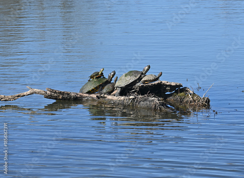 Pond slider turtles stacked on a log in a lake