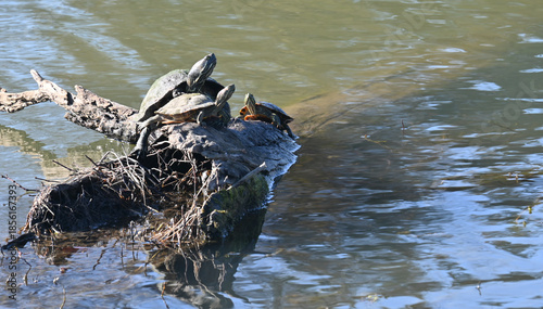 Pond slider turtles on a log in a lake