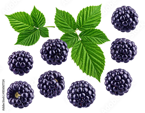  Floating Wild Blackberries with Natural Leaves, Realistic Style, Isolated on Transparent Background
