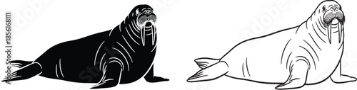 Walrus Vector Illustration Set in Black and White Marine Animal Clipart
