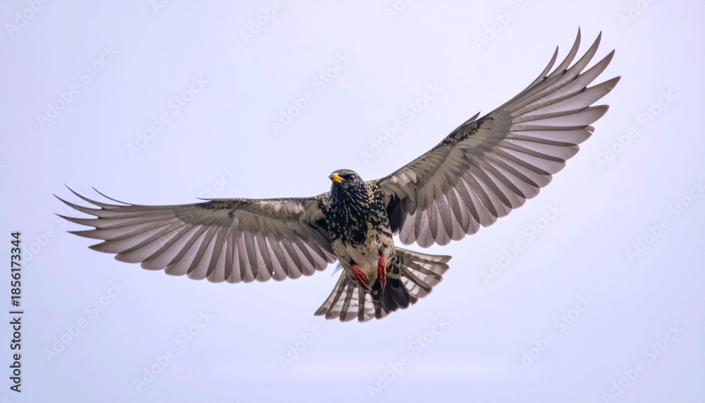 Fototapeta premium Bird in Flight With Wings Spread Wildlife Freedom Action Photography