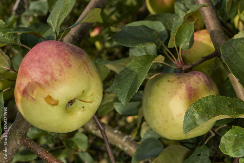 A detailed image of mature apples surrounded by dense green leaves. Ripe apples on a branch in a sunny orchard. Atmospheric natural photography suitable for gardening and seasonal harvest projects.