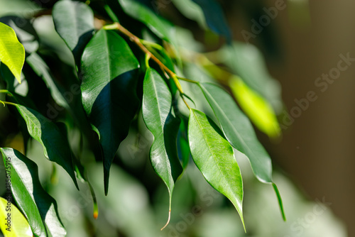 Green ficus leaves growing in vibrant natural light