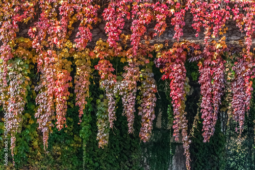 Canvas Print Cascading autumn ivy with vivid red, orange, and yellow leaves hanging in vertical vines