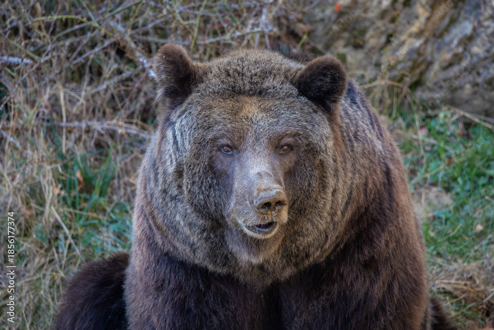 Fototapeta premium An autumn stroll through the Lacuniacha Wildlife Park!