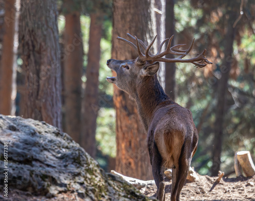 An autumn stroll through the Lacuniacha Wildlife Park!
