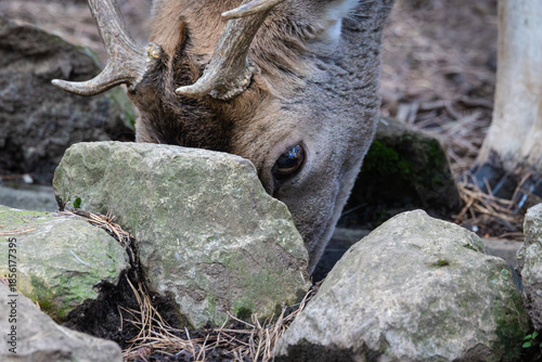 An autumn stroll through the Lacuniacha Wildlife Park!