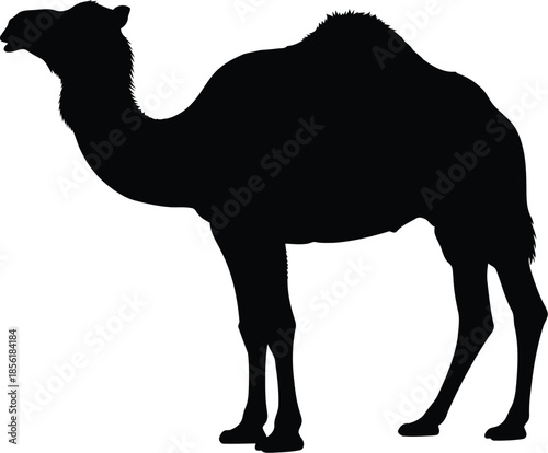 Camel silhouette standing against white background