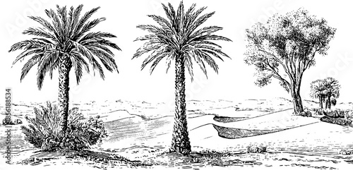 Vintage engraved desert landscape with palm trees and sand dunes for retro design
