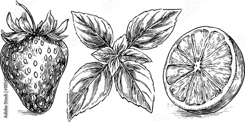 Vintage hand-drawn illustration of strawberry, basil leaves, and lemon slice for retro design