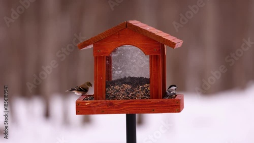 Close up of American goldfinch, Black-capped chickadee and a Red-bellied woodpecker eating birdseed at a hopper style feeder during winter in Wisconsin