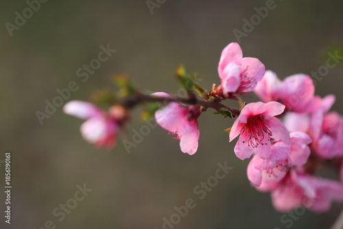 fiori di pesco in primavera al tramonto