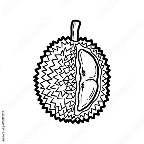 Durian fruit illustration with spiky exterior and segmented interior.