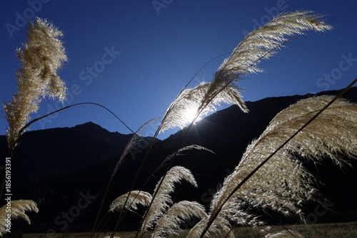 Pampas grass in front of the sun