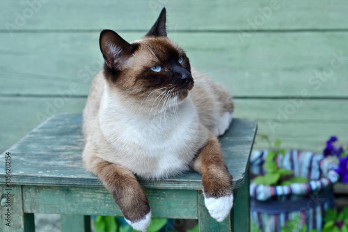 A Siamese cat lying on a wooden stool in the yard. Turquoise background, selective focus