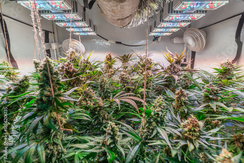 Cannabis Plant Flower HDR