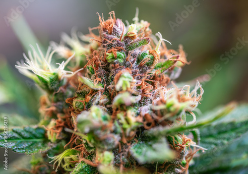 Cannabis Plant Flower HDR