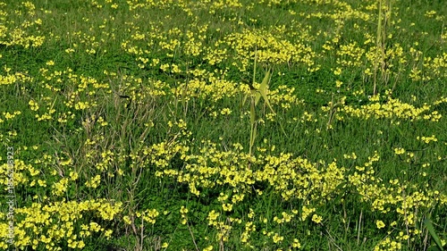 Yellow wildflowers moving gently in the wind across a green field in Portugal. Close view of natural vegetation, spring colors and peaceful countryside atmosphere