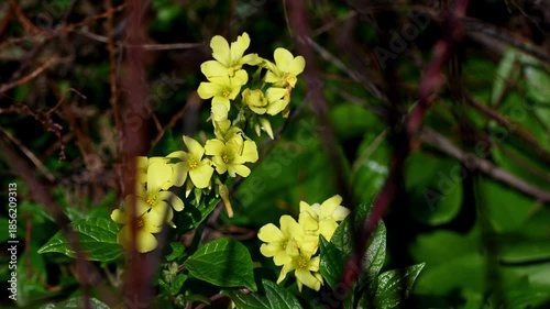 Close up of yellow wildflowers with branches out of focus in the foreground. Natural green leaves and soft sunlight. Wild plants in natural outdoor environment.