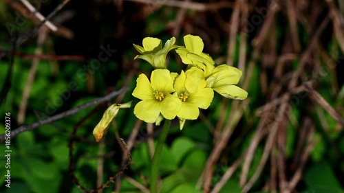 Close up of yellow wildflowers in a natural environment with green leaves and dry branches in the background. Macro nature detail with soft movement