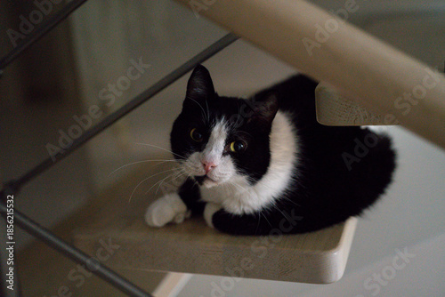 Tableau sur toile A black and white cat relaxes on a staircase in a dimly lit home during the even