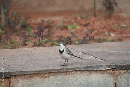 White Wagtail