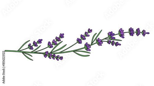 Lavender sprig with purple flowers on a white background, a botanical illustration for decor, design, and aromatherapy projects.