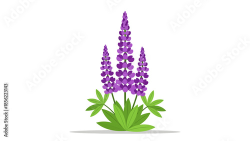 Purple lupine flowers with green palmate leaves in a clean vector floral illustration for meadow garden design