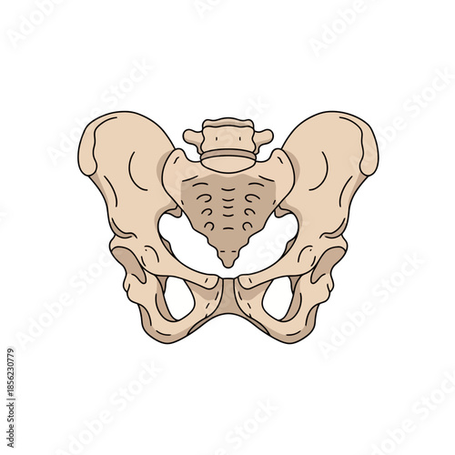 Detailed anatomical illustration of the human pelvic bone and hip structure.