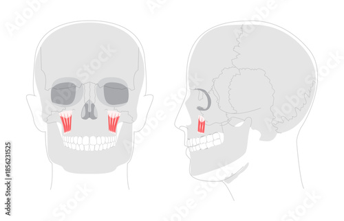 Levator labii superioris - Human facial muscle shown in anatomy chart, elevates the upper lip enabling snarling or showing teeth, essential in anatomy education and clinical settings