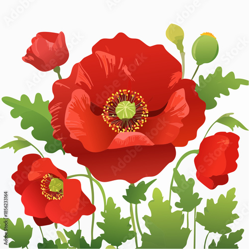 Hintergrund Klatschmohn