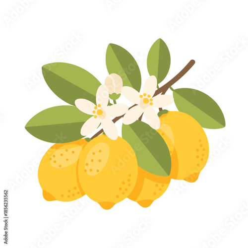 Vibrant Lemon Branch Illustration with Ripe Yellow Fruits, Green Leaves, and White Blossoms