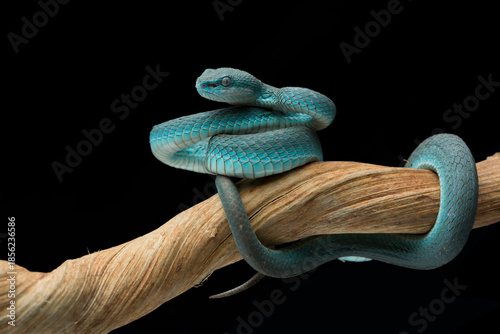 Trimeresurus insularis.Blue viper snake on branch, viper snake, blue insularis	