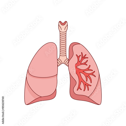Anatomical illustration of the human respiratory system with lungs, trachea, and bronchioles.