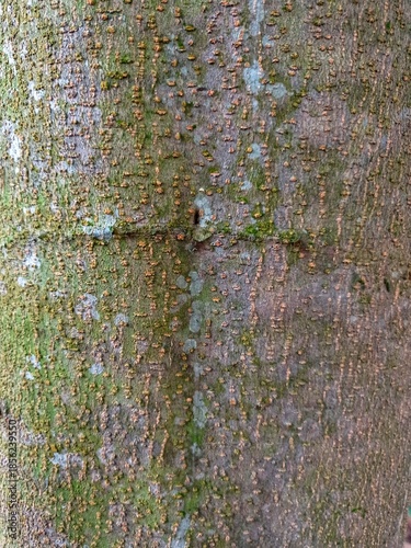 sengon tree bark texture