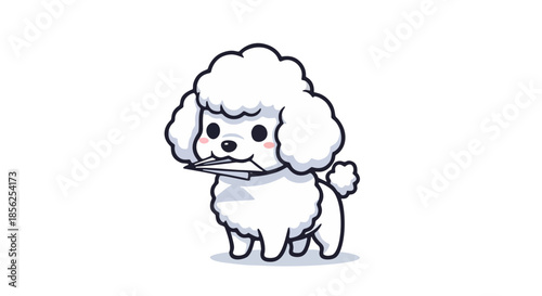 A white poodle standing on a white background holding something in its mouth from a front view