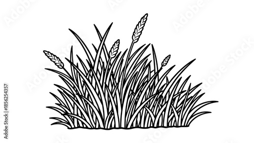 Black and White Illustration of Cattails.