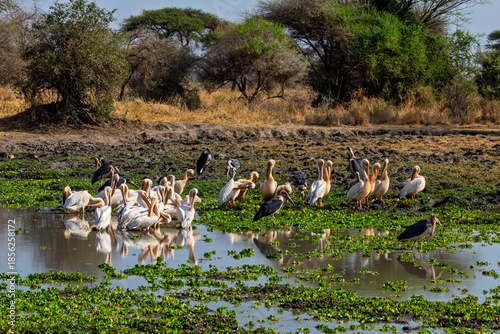 Tarangire National Park, Tanzania: Great White Pelicans and Marabou Storks at a Wetland Oasis